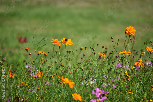 Bee Perched on Orange Wildflower