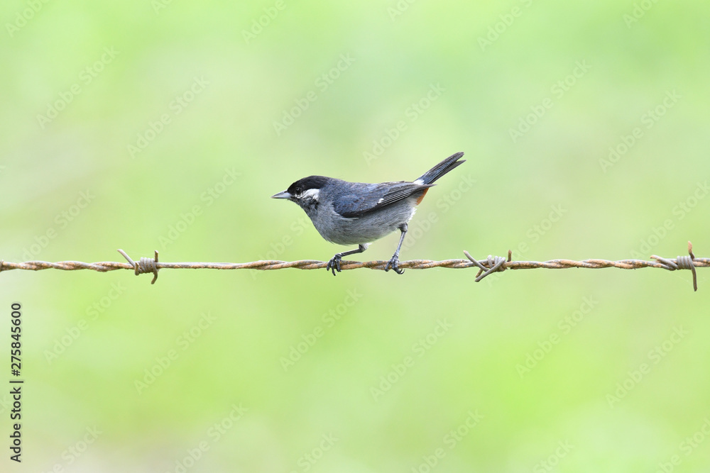 Close up of a White-eared Conebill (Conirostrum leucogenys) perched on a barbed wire Close up of a White-eared Conebill (Conirostrum leucogenys) perched on a barbed wire