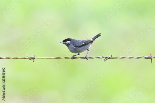 Close up of a White-eared Conebill (Conirostrum leucogenys) perched on a barbed wire