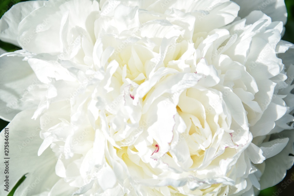 background with a large white peony blossoming background with a large white peony blossoming
