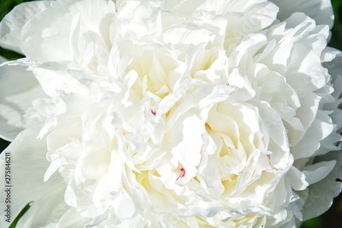 background with a large white peony blossoming