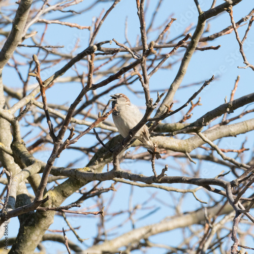Wild bird singing on a branch on a tree