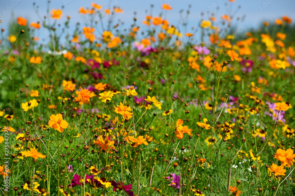 Multicolored Wildflowers in a Field