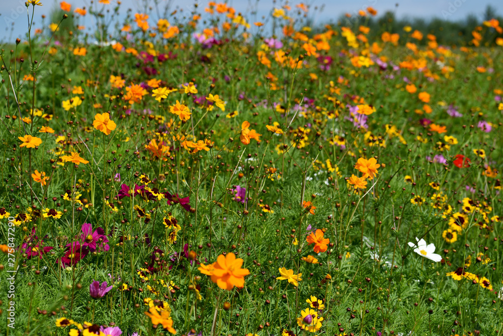 Obraz premium Multicolored Wildflowers in a Field