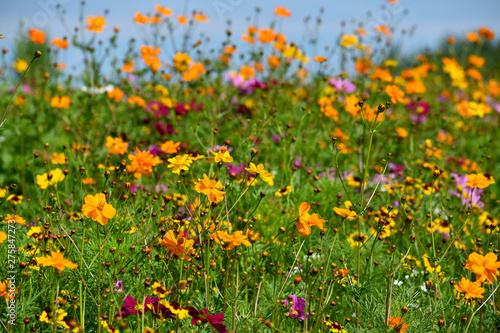 Multicolored Wildflowers in a Field