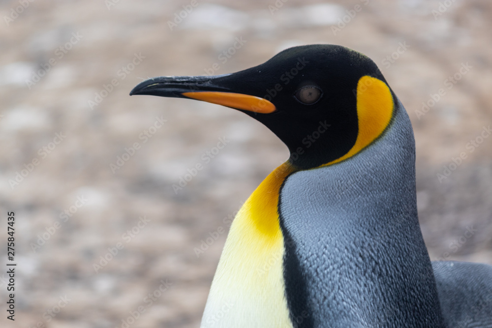 Fototapeta premium king penguin with zoom on his black and orange face