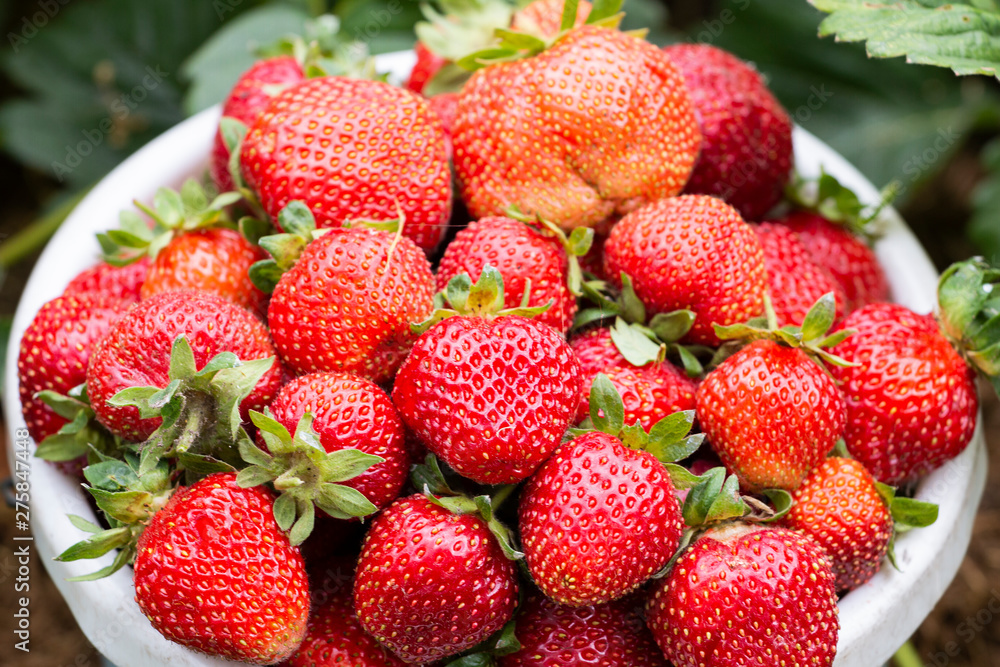 Fresh ripe organic strawberries in a white-blue bucket Fresh ripe organic strawberries in a white-blue bucket