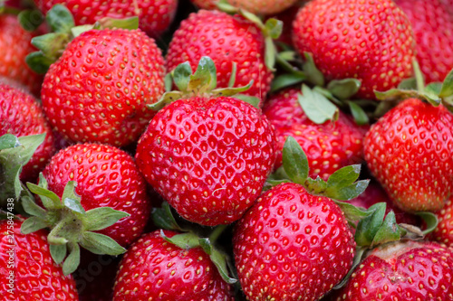 Fresh ripe organic strawberries in a white-blue bucket