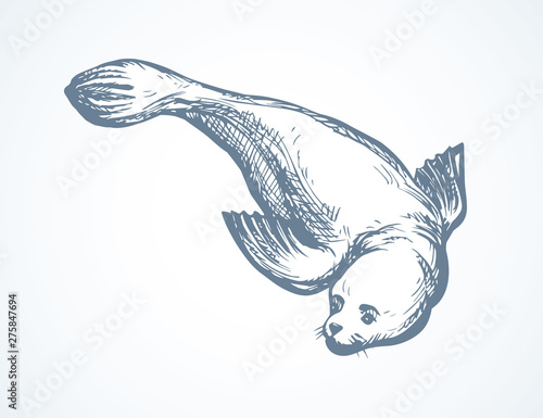 Seal. Vector drawing