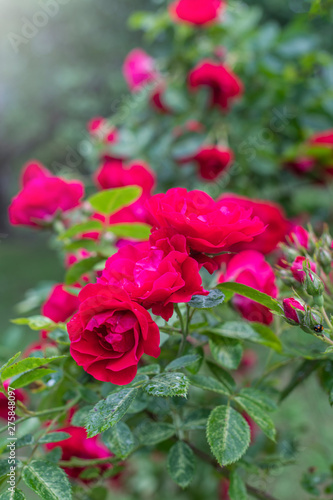 Piękny ogrodowy krzew czerwony róży
