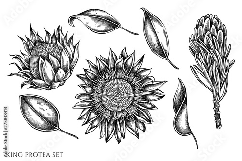 Vector set of hand drawn black and white king protea