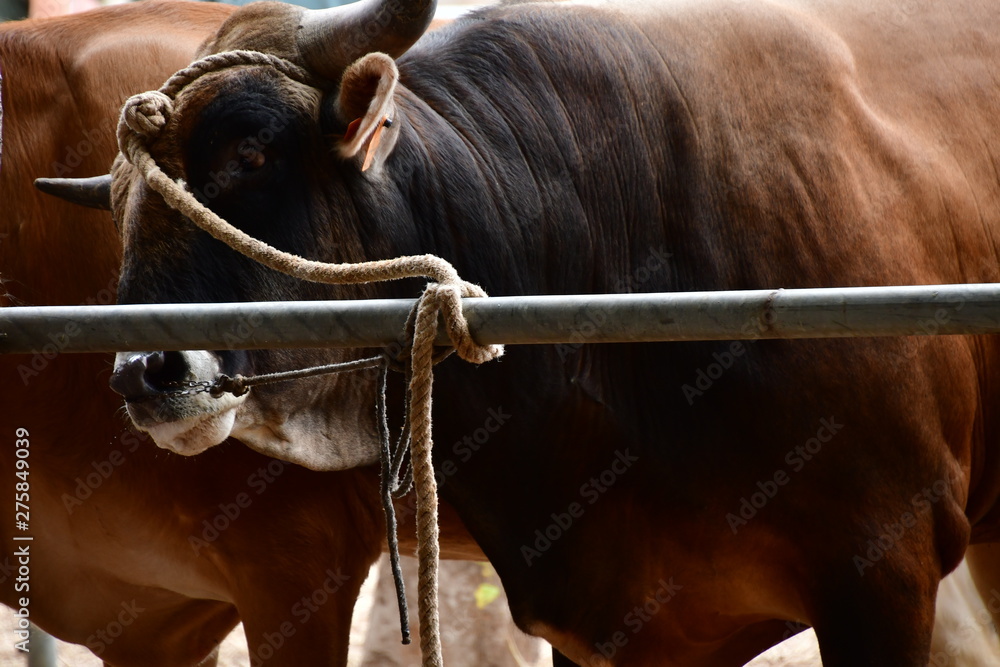 VACA Stock Photo | Adobe Stock