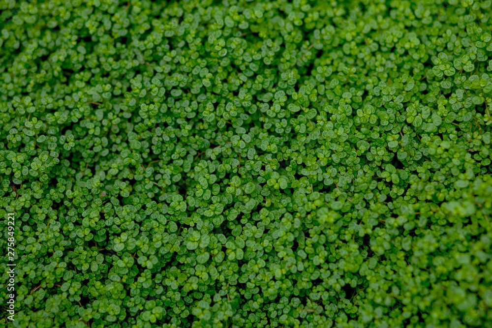 Full Frame Shot Of Ground Ivy, Textured background Full Frame Shot Of Ground Ivy, Textured background