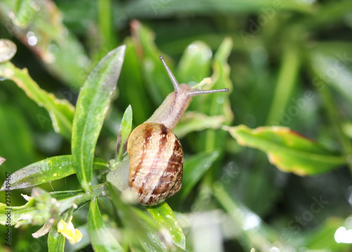 The grove snail or brown lipped snail (Cepaea nemoralis) in garden