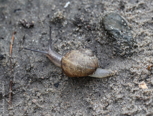 The grove snail or brown lipped snail (Cepaea nemoralis) in garden photo