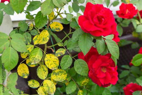 Yellowed, diseased leaves on red roses.Black Spot Fungus.Concept of getting rid of black leaf spot,treating disease of roses and plants. photo