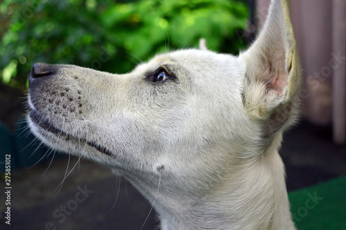 portrait of a beautiful breed Labrador Retriever