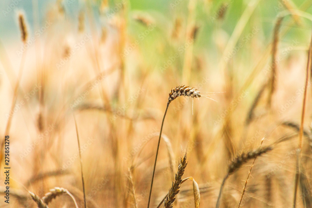 Fototapeta premium field of wheat