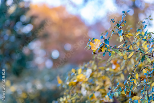Autumn yellow leaves on a shrub in the park. Nature beautiful blurred background and bokeh. Soft focus. Toned image. Copy space. 