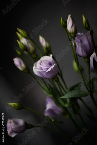 Fototapeta Naklejka Na Ścianę i Meble -  Beautiful elegant flowers bouquet with fresh blooming violet pink purple Lisianthus Eustoma buds close-up on natural blurred dark background.Floral decorations.Selective focus.Vertical orientation
