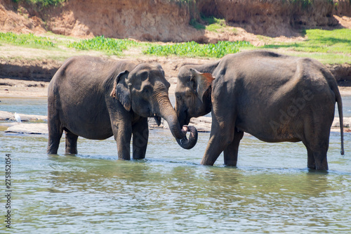 Ceylon Elephants