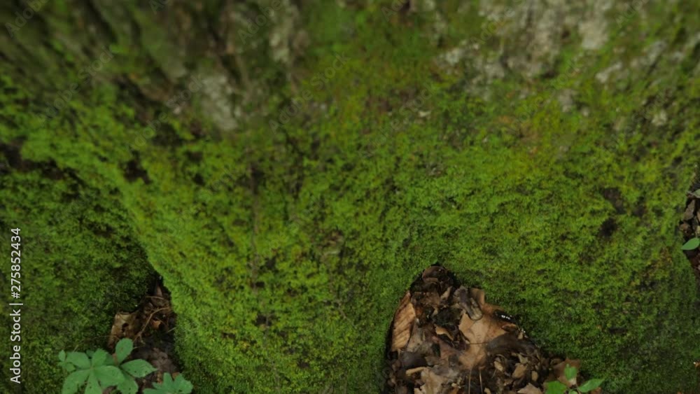Moss on a tree Moss on a tree