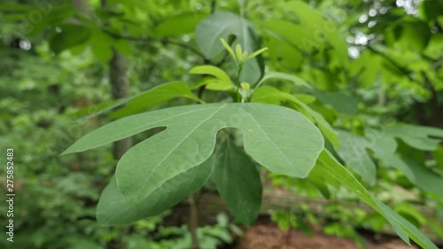 Wallpaper Mural Sassafras leaves in the forest Torontodigital.ca