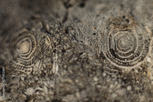 Ammonites in stone. Twisted spirals in grief form an incredible pattern and a sense of antiquity and the past. The concept of nature and time.