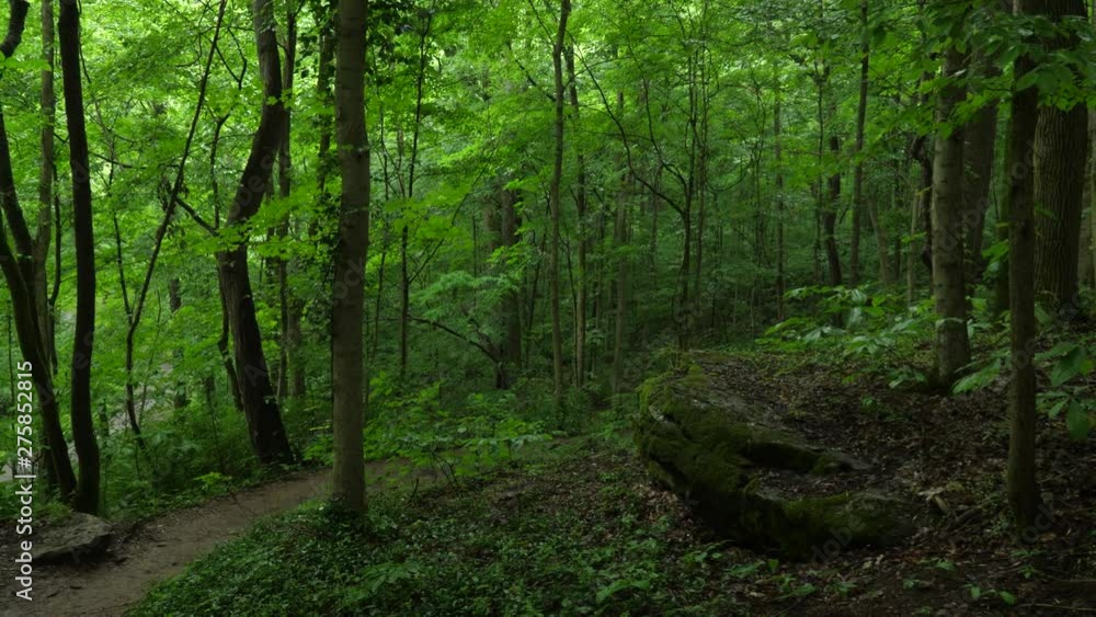 View down forest hiking trail View down forest hiking trail