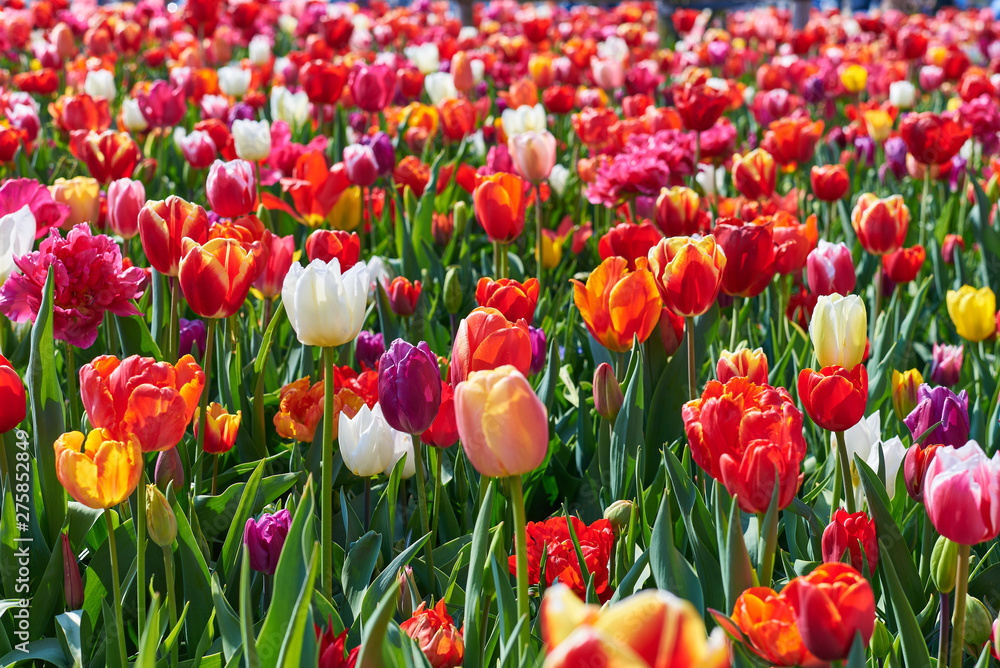 field of colorful tulips field of colorful tulips