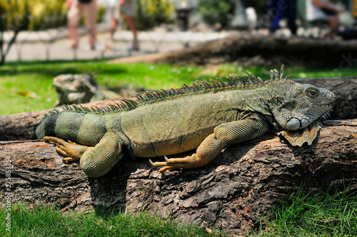 Seminario Park is also known as the Iguana Park  since dozens of iguanas live in its ornate gardens.