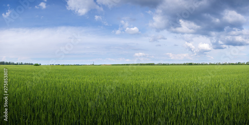 green young wheat field / bright Sunny day agriculture