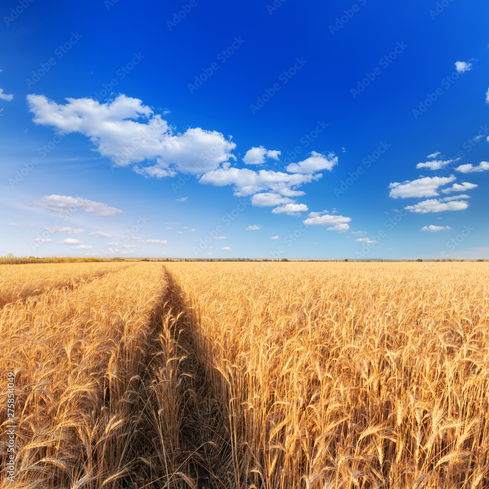 ripe wheat bright summer day / ripe wheat against the blue sky of the field of Ukraine