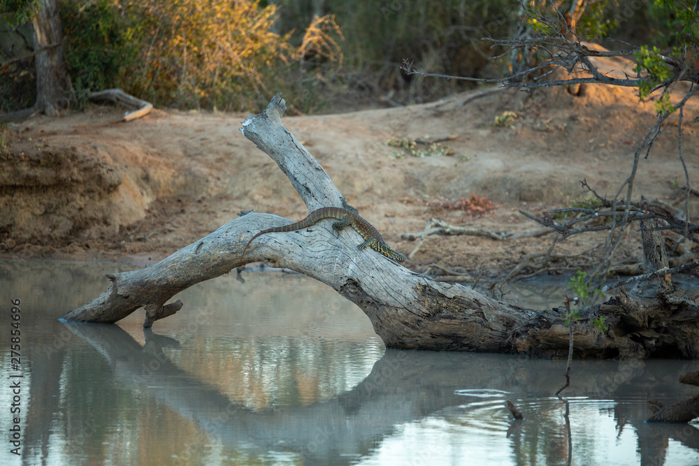 Monitor Lizard perched on a tree stump in the water. Monitor Lizard perched on a tree stump in the water.