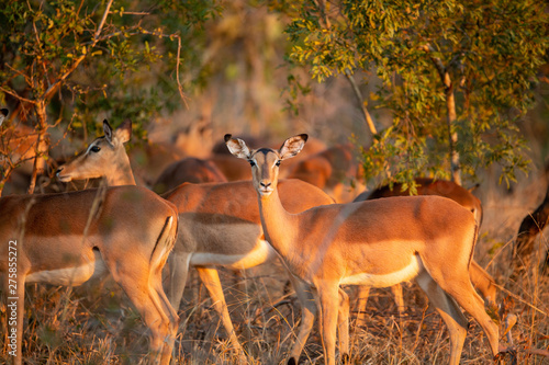 A herd of Impala the gorgeous glow of winters sunset