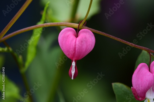 bleeding heart