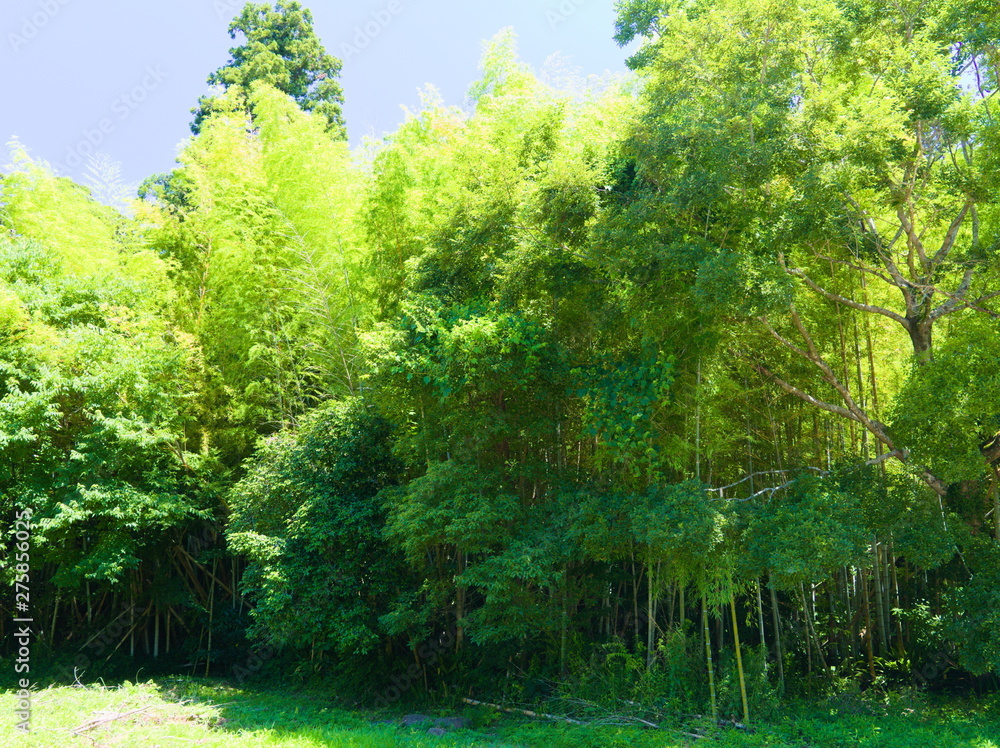 landscape with trees