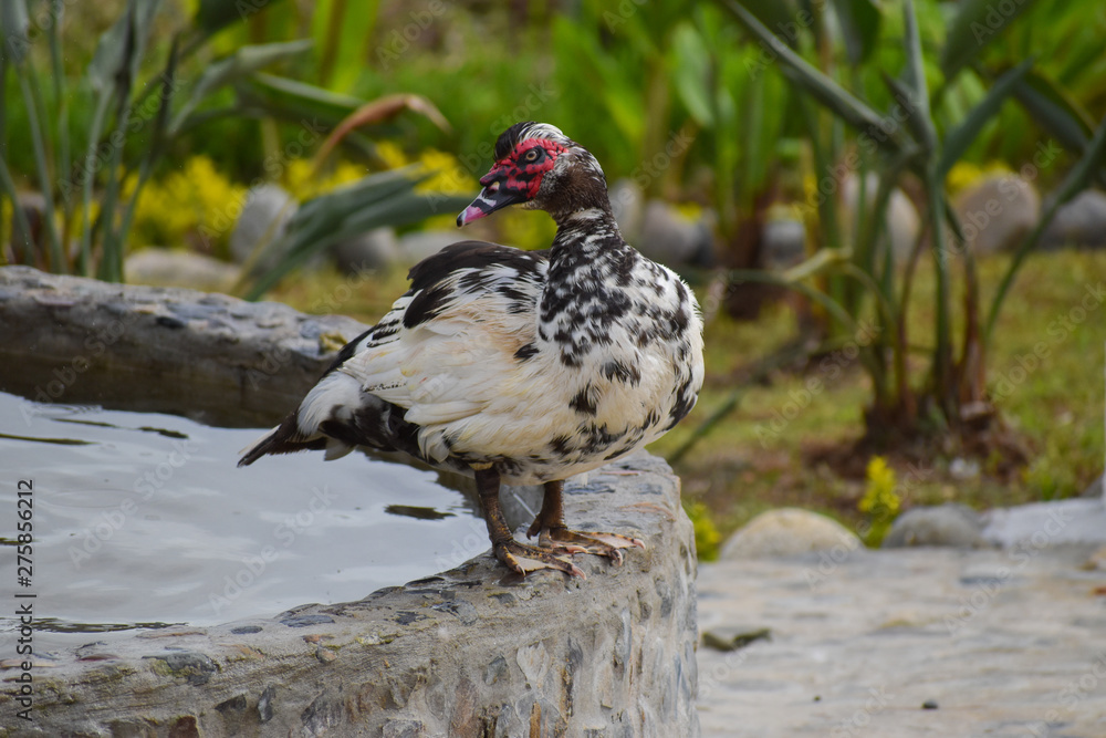 Obraz premium Wide Shot Closeup of Duck on Edge of Fountain with Water and Green Garden in Background