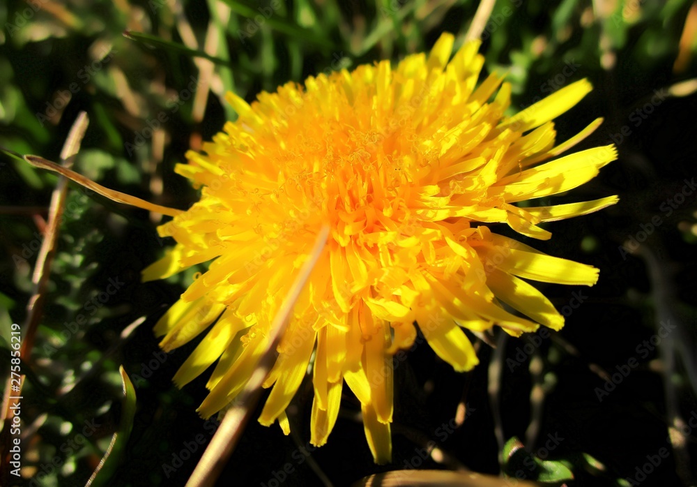 Fleur jaune lumineuse de pissenlit commun (Taraxacum officinale) Fleur jaune lumineuse de pissenlit commun (Taraxacum officinale)