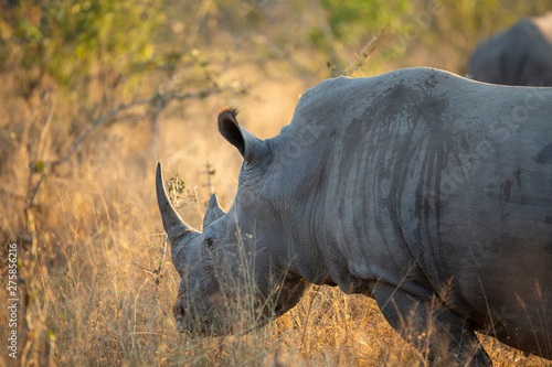 White Rhino grazing in the morning light on a safari