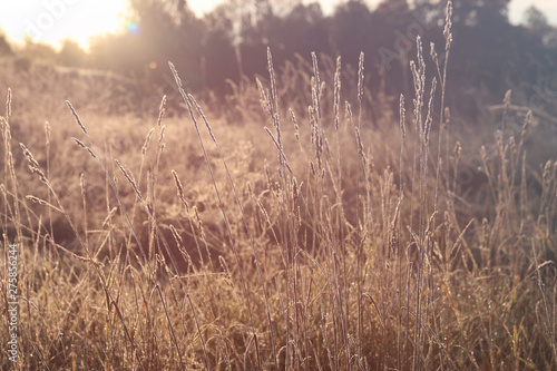 grass covered with hoarfrost in the rays of the rising sun