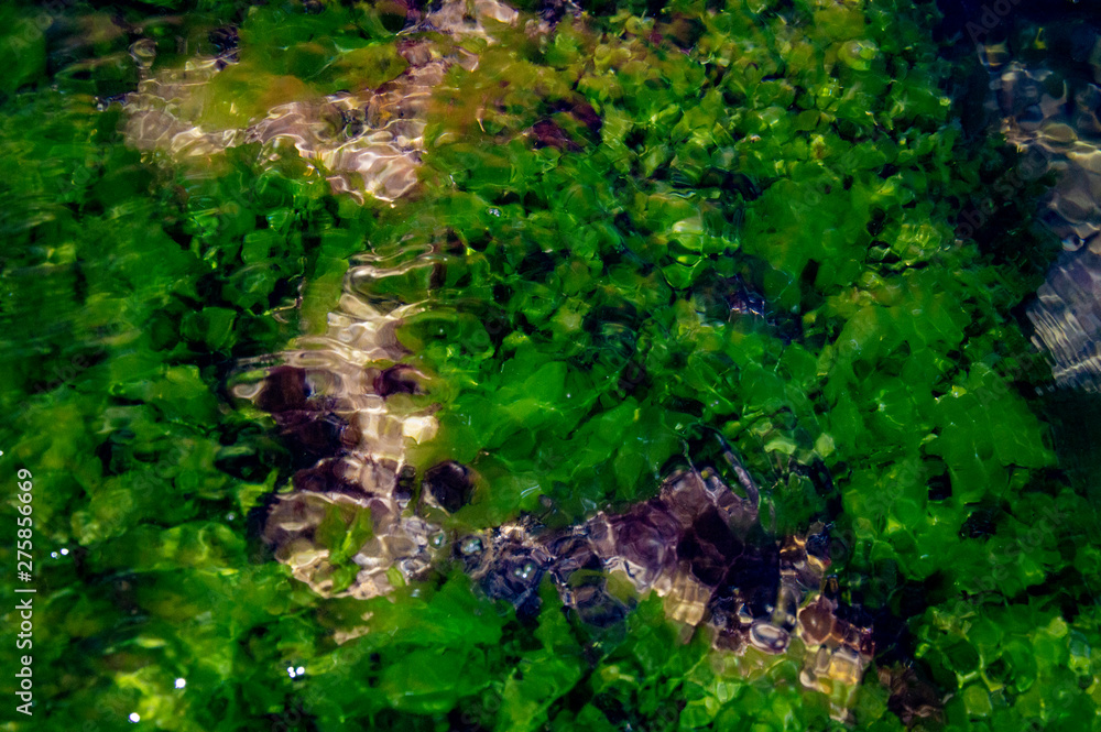 seaweed under clear water abstraction seaweed under clear water abstraction