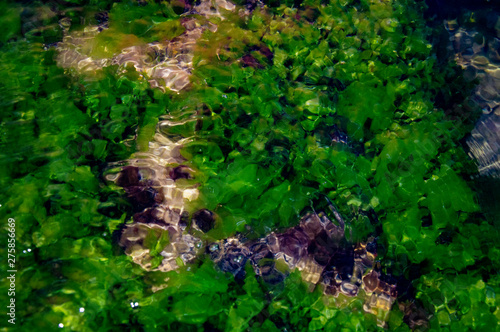 seaweed under clear water abstraction