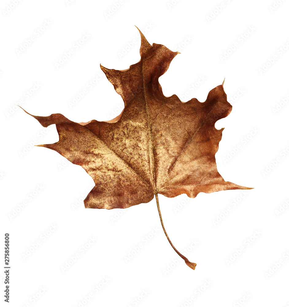 Fototapeta premium Dry autumn maple leaf painted with gold isolated on white