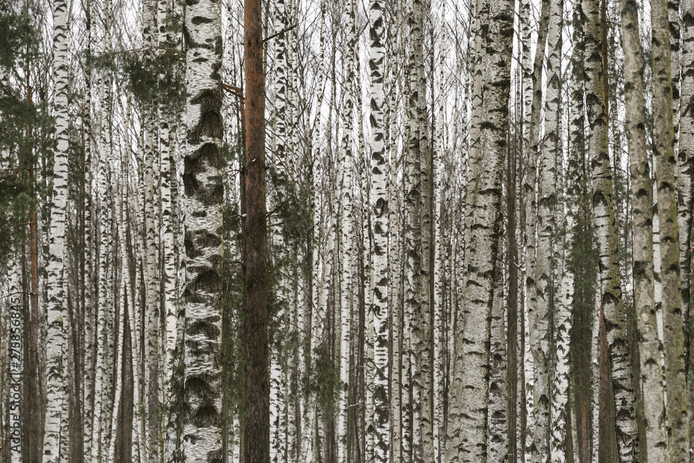 Fototapeta premium Birch grove is very frequent on the background of gray, nondescript sky