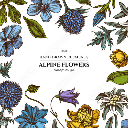 Floral design with colored bellflower, edelweiss, globethistle, globeflower, meadow geranium, gentiana