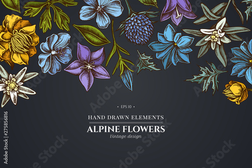 Floral design on dark background with bellflower, edelweiss, globethistle, globeflower, meadow geranium, gentiana photo