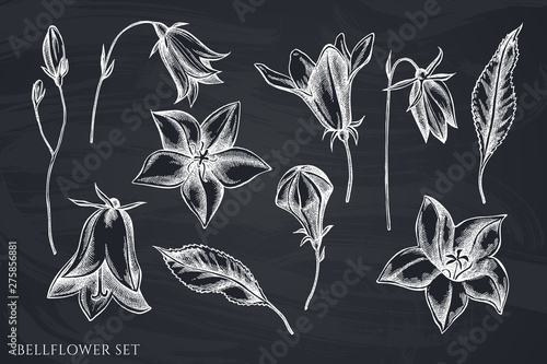 Vector set of hand drawn chalk bellflower