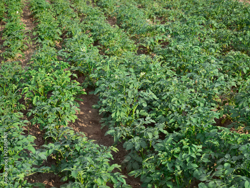 Potato field. Potato cultivation. Farming.