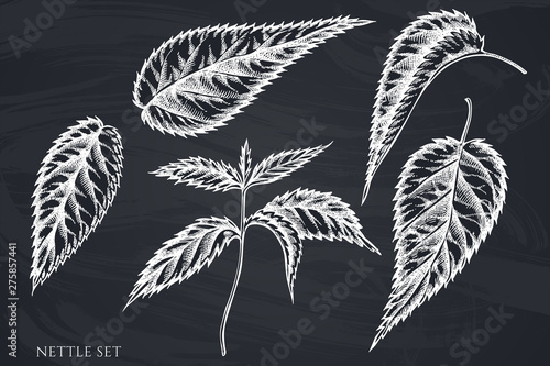 Vector set of hand drawn chalk nettle